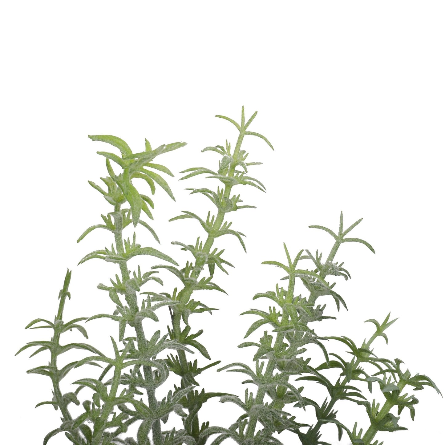Cute Potted Rosemary