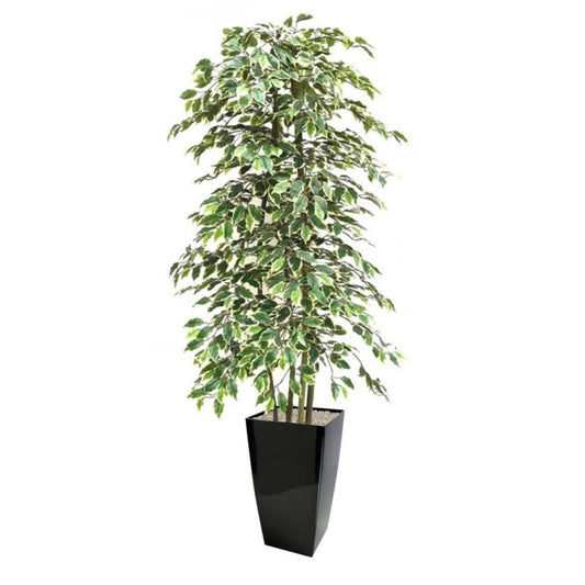 Hand Crafted Variegated Ficus Tree