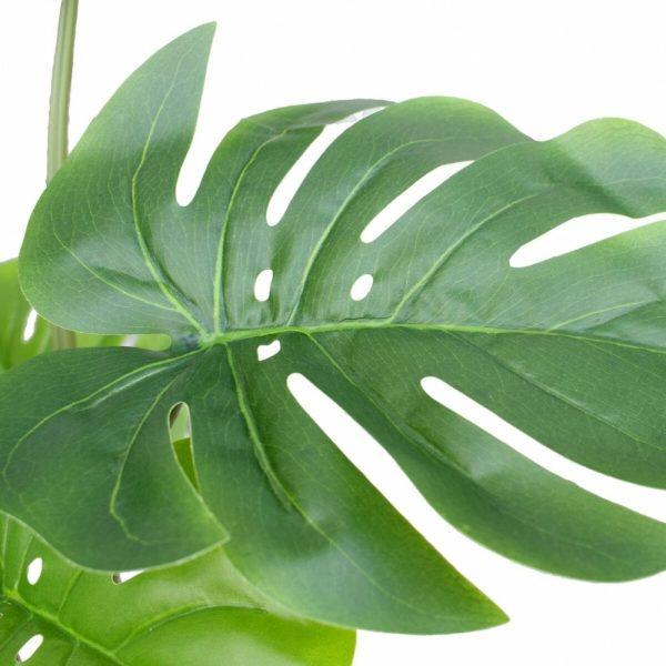 Timeless Monstera Plant