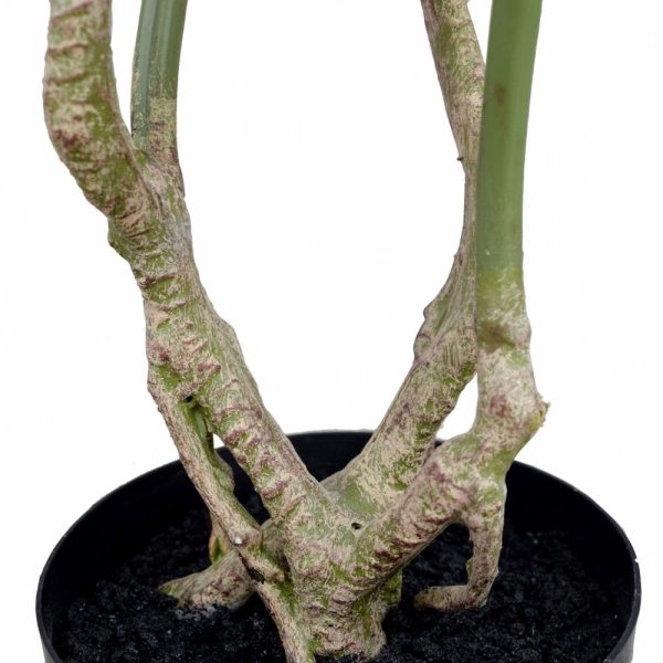 Timeless Monstera Plant