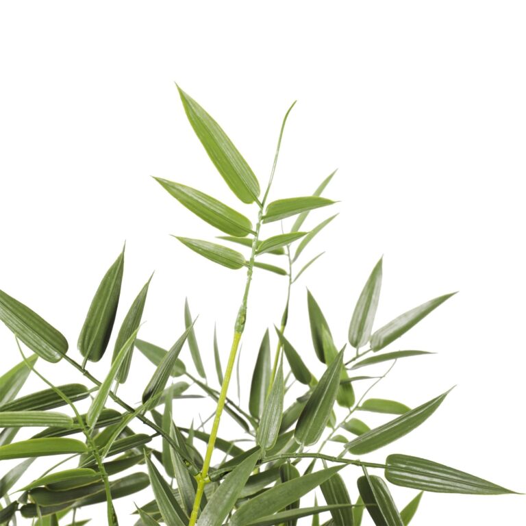 Artificial Premium Outdoor Bamboo
