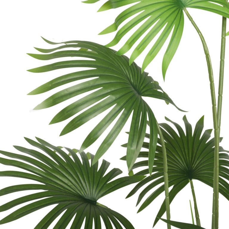 Showstopping Fan Palm Tree