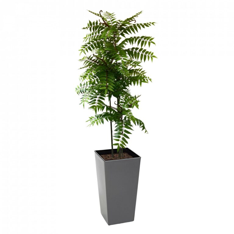 Tall Crocodile Cedrella Fern Palm