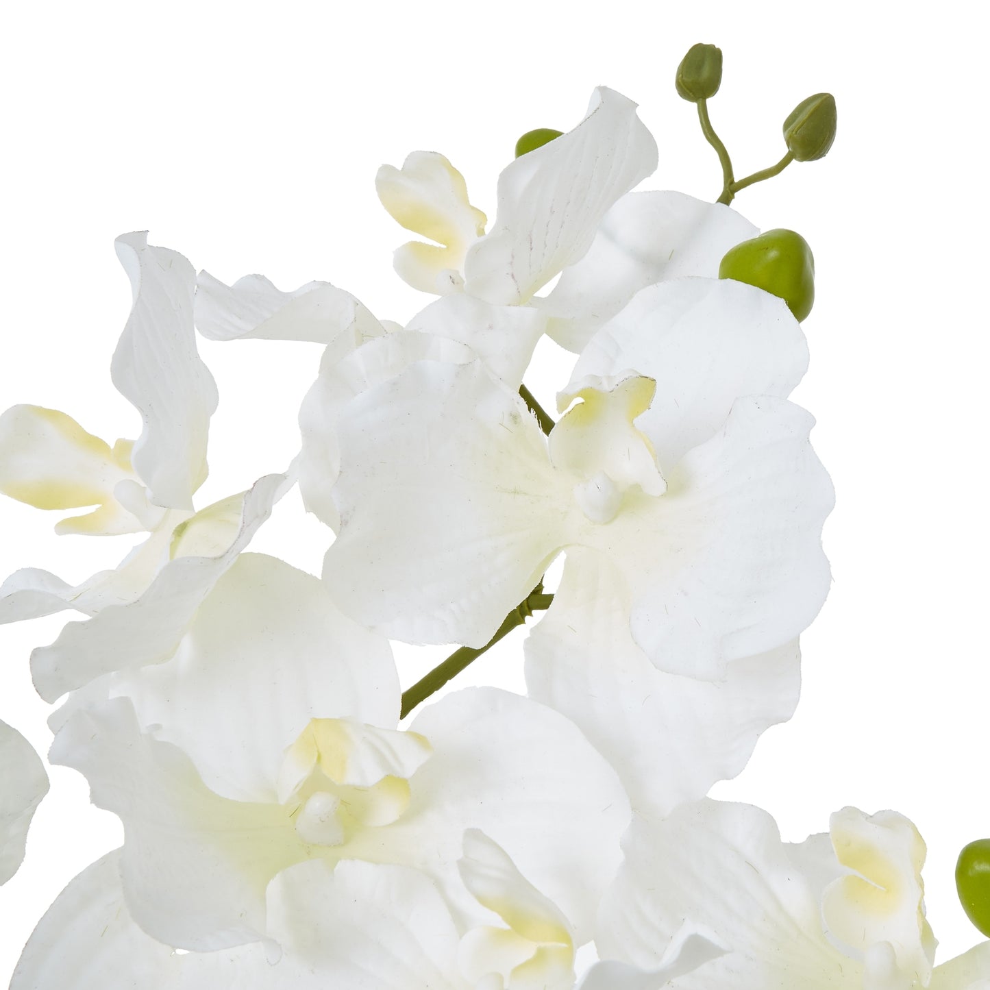 Exquisite White Orchid in neutral pot