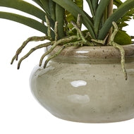 Exquisite White Orchid in neutral pot
