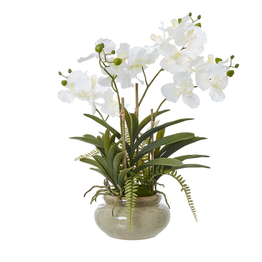 Exquisite White Orchid in neutral pot