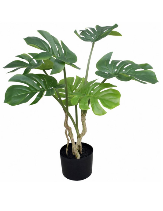 Timeless Monstera Plant