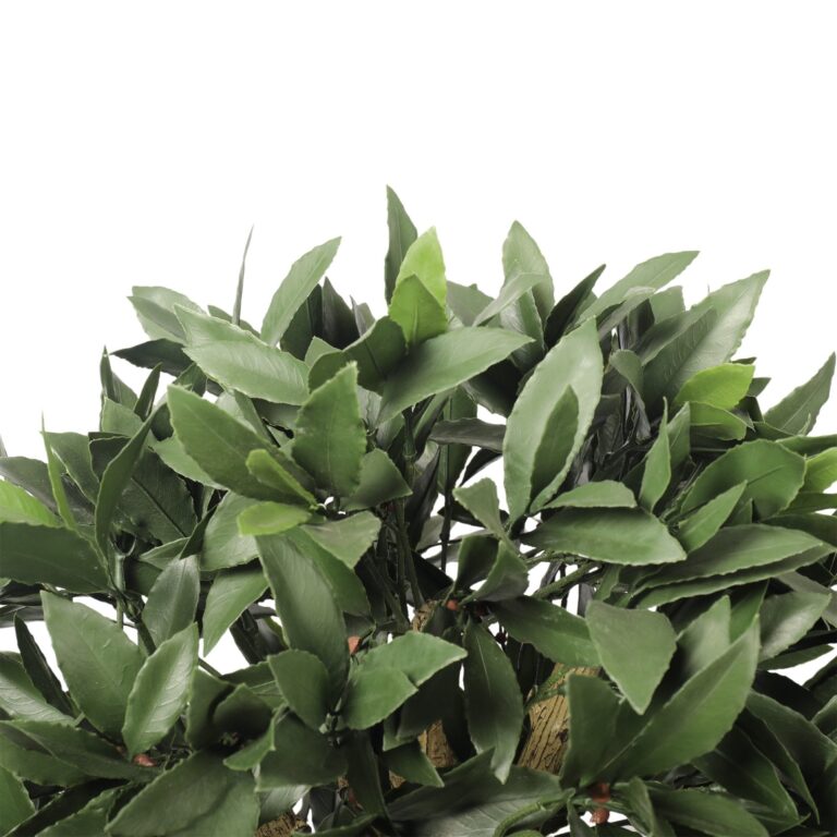 Artificial Bay Laurel Tree