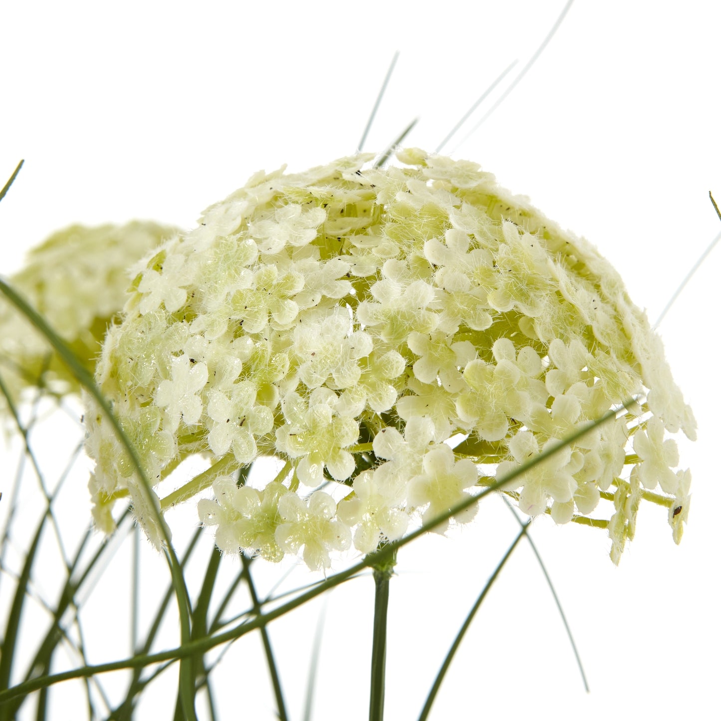 White Allium in contemporary black Pot