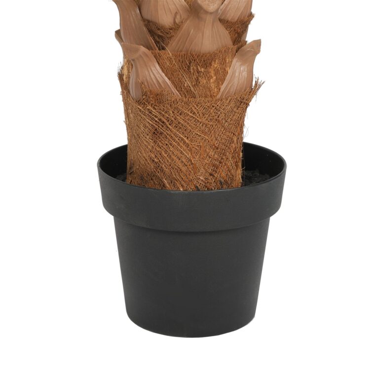 Showstopping Fan Palm Tree