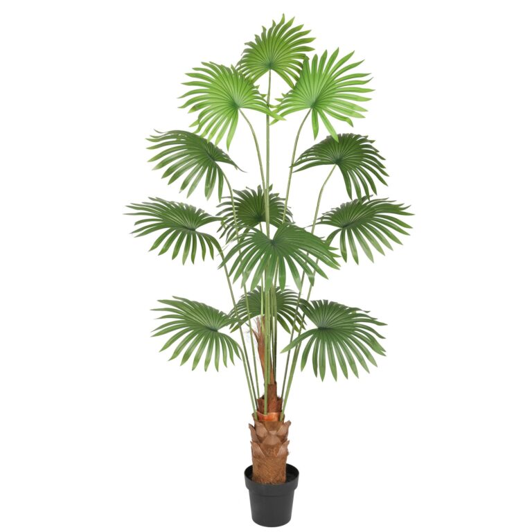 Showstopping Fan Palm Tree