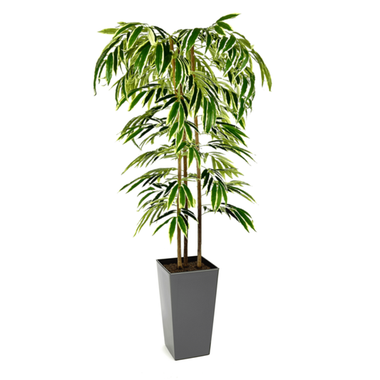 Stunning Variegated Hand Crafted Ficus Alii Tree