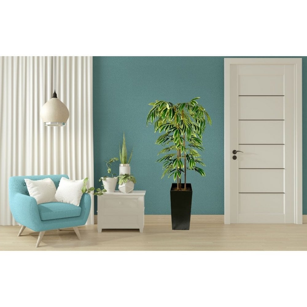 Stunning Variegated Hand Crafted Ficus Alii Tree
