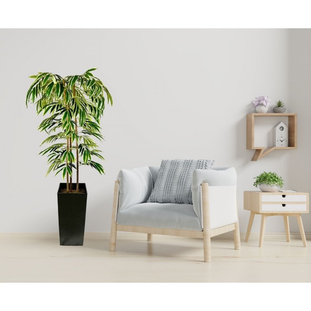 Stunning Variegated Hand Crafted Ficus Alii Tree