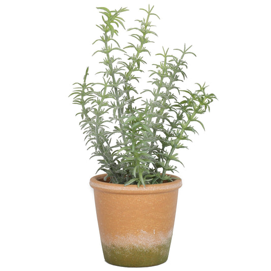 Cute Potted Rosemary