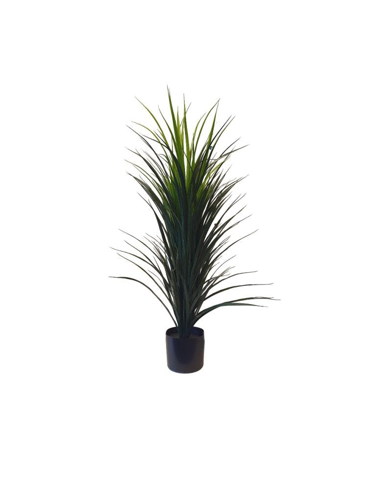 Tall elegant green Yukka grass
