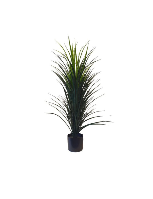 Tall elegant green Yukka grass